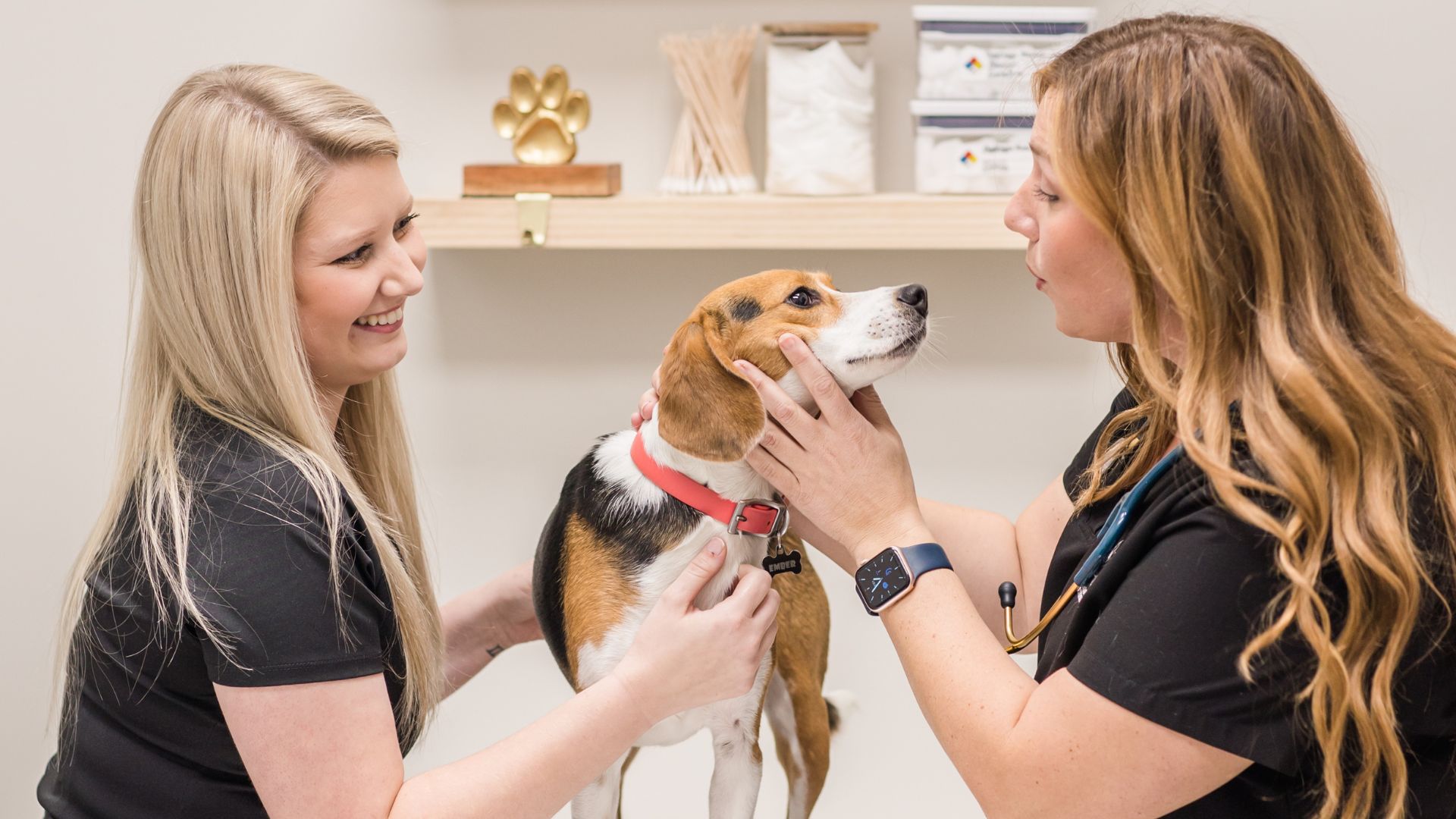 About Commonwealth Veterinary Clinic | Vet In Georgetown, KY 40324