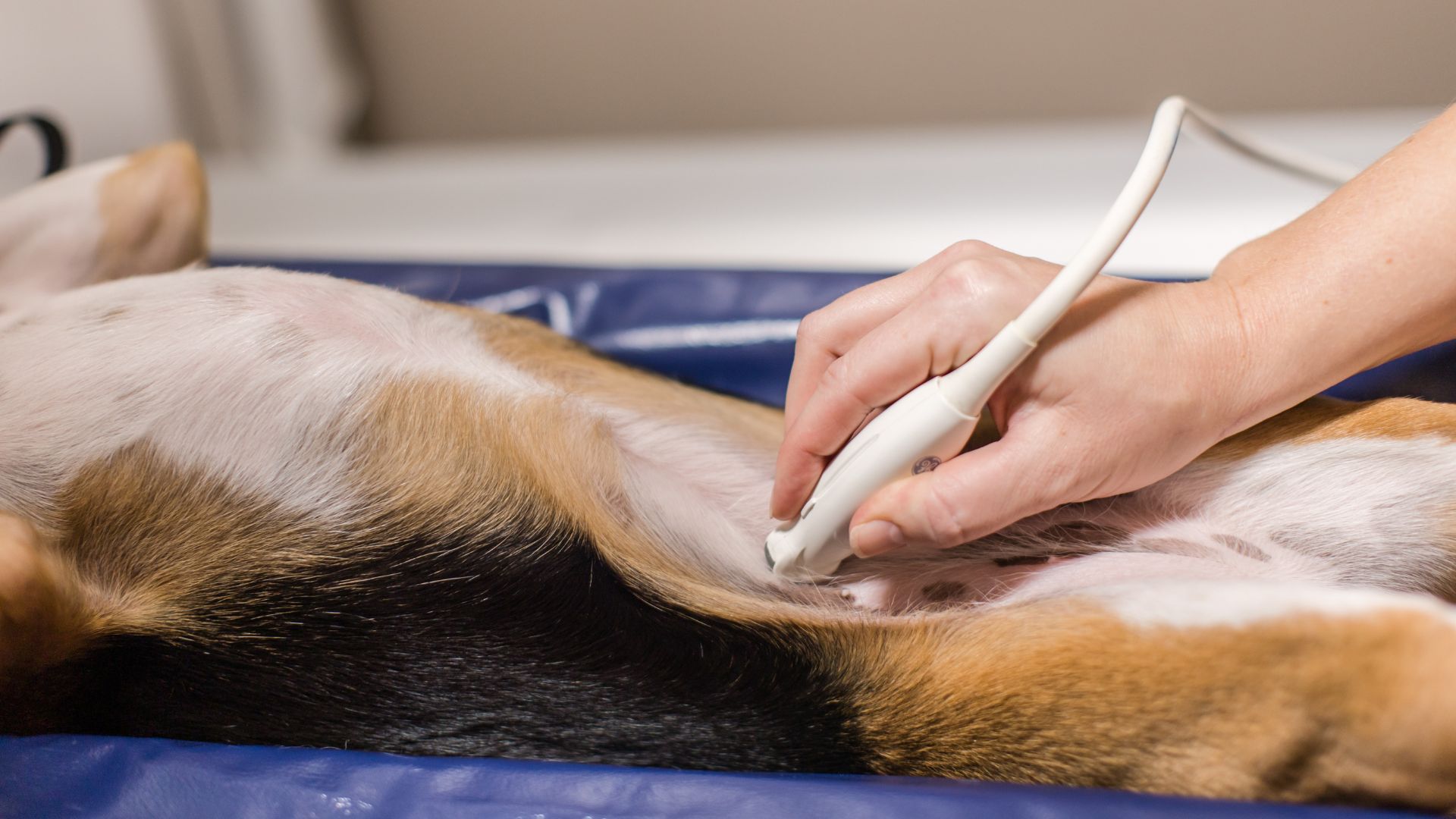 Pet Advanced Diagnostics In KY 40324 Commonwealth