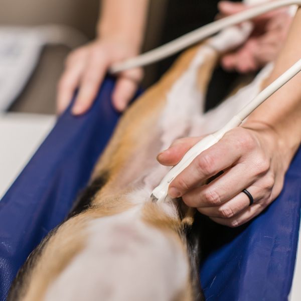 a vet using an ultrasound device to treat dog's stomach