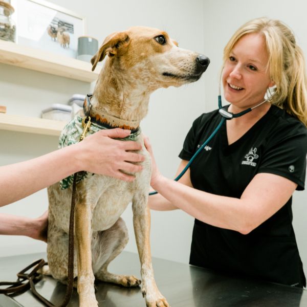 vet examining a dog